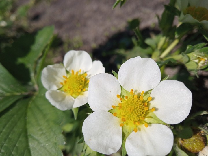 Flowers