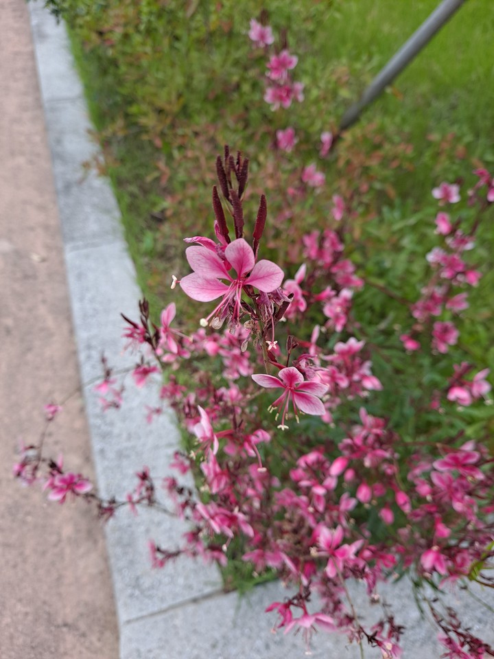 분홍바늘꽃