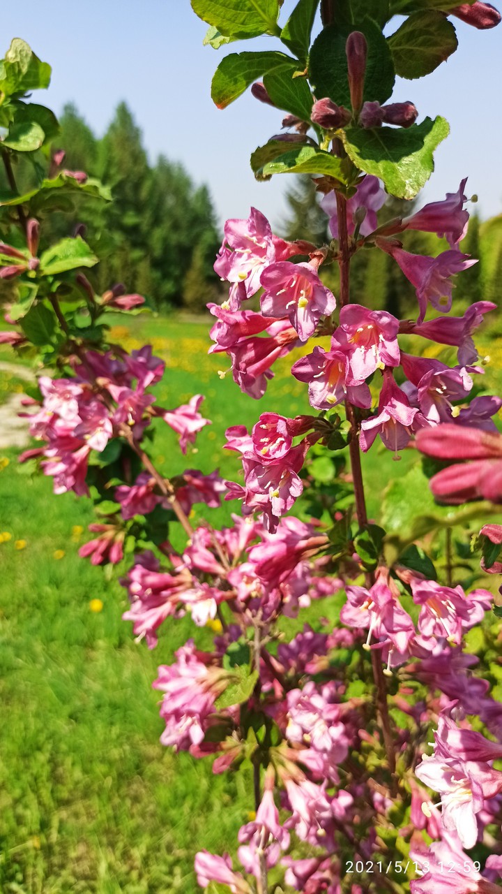 blossom