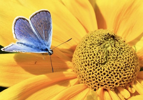 ταπετσαρίες insect, petal