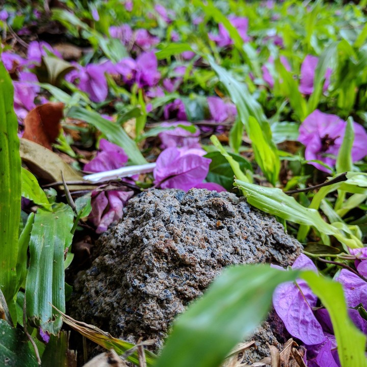 silent stone