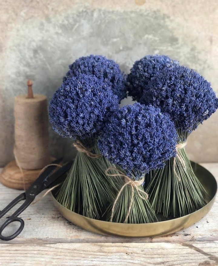 Lavender