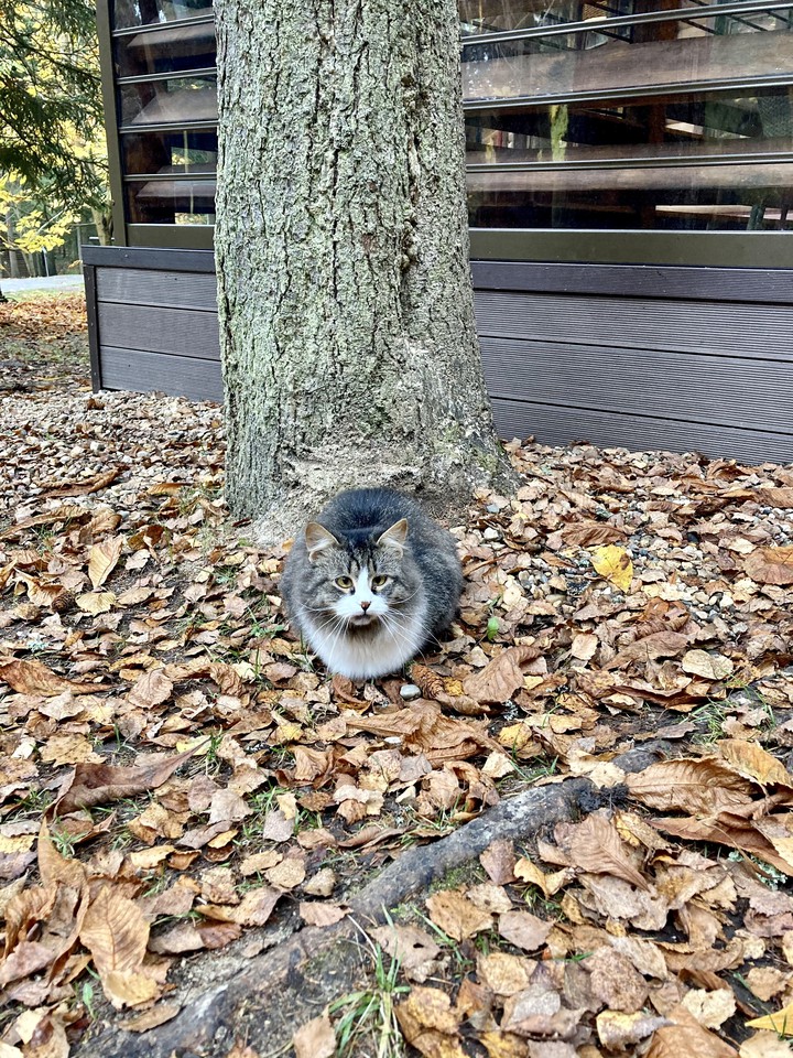Осенний кот