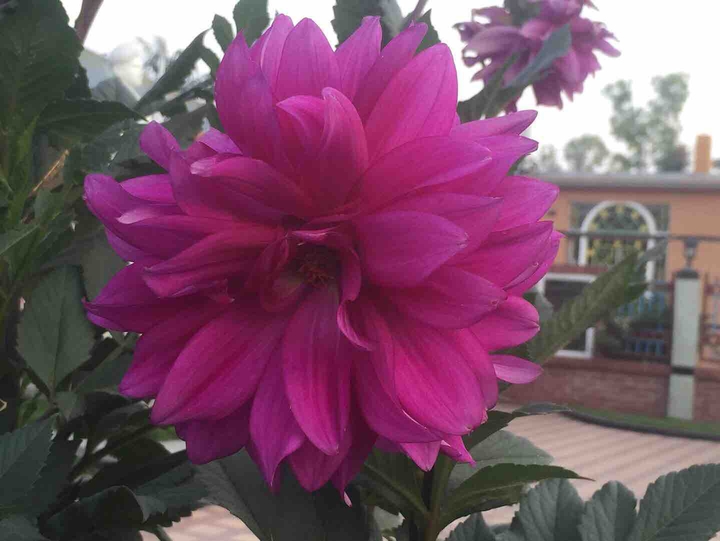 flowers