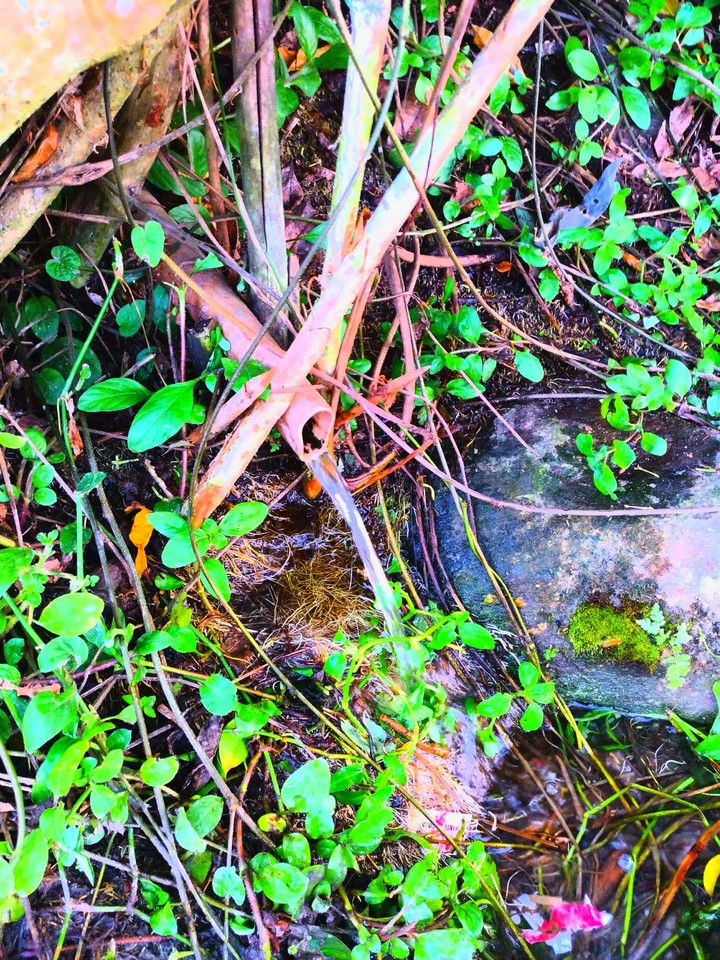 fonte de água