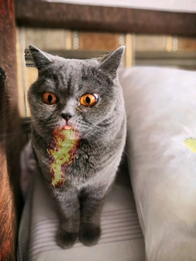 dragoncat