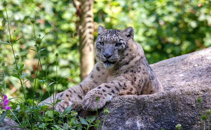 Snow leopard