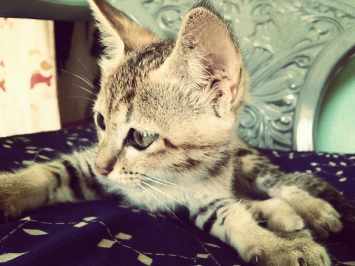 cutie cat 