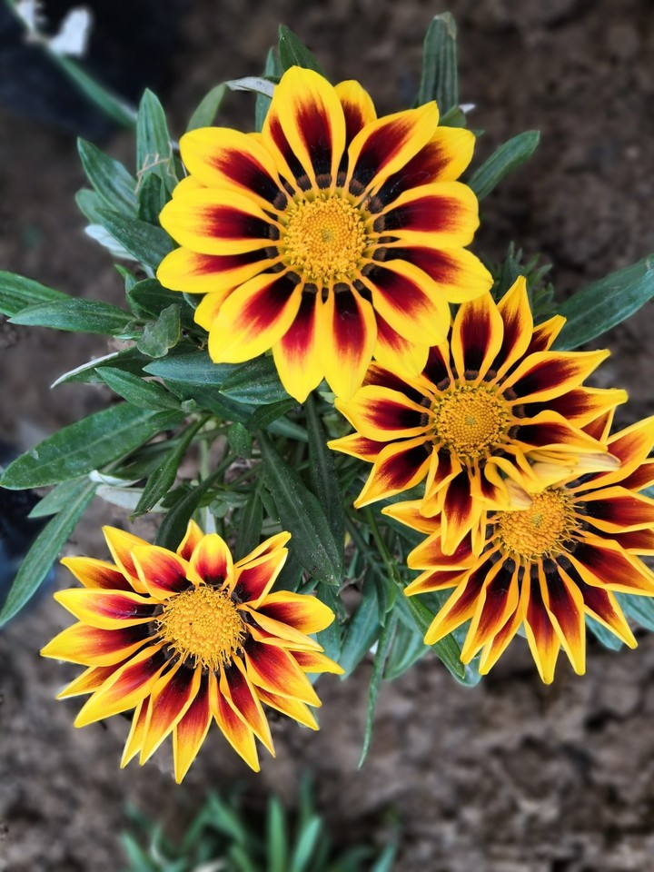 flower best