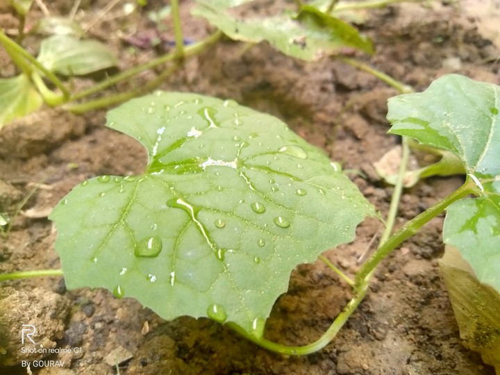 leaves