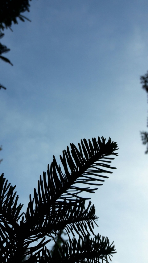 Sky