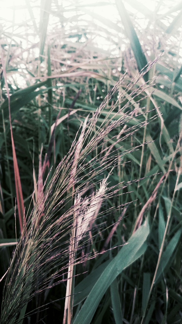 grass