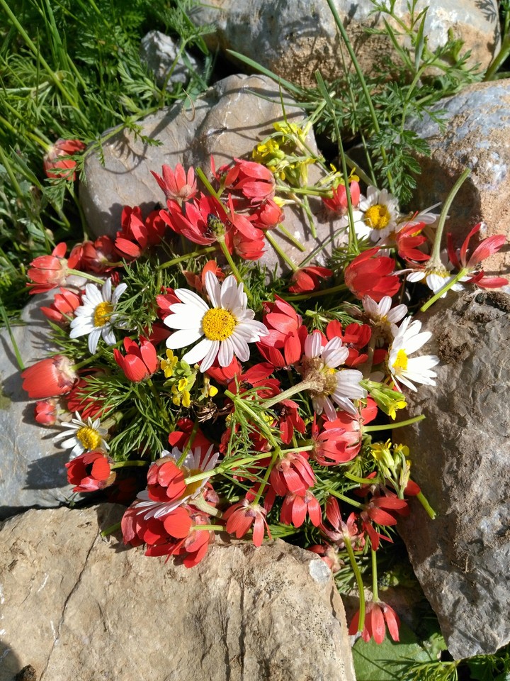 bahar