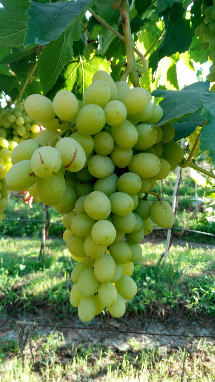 grapes