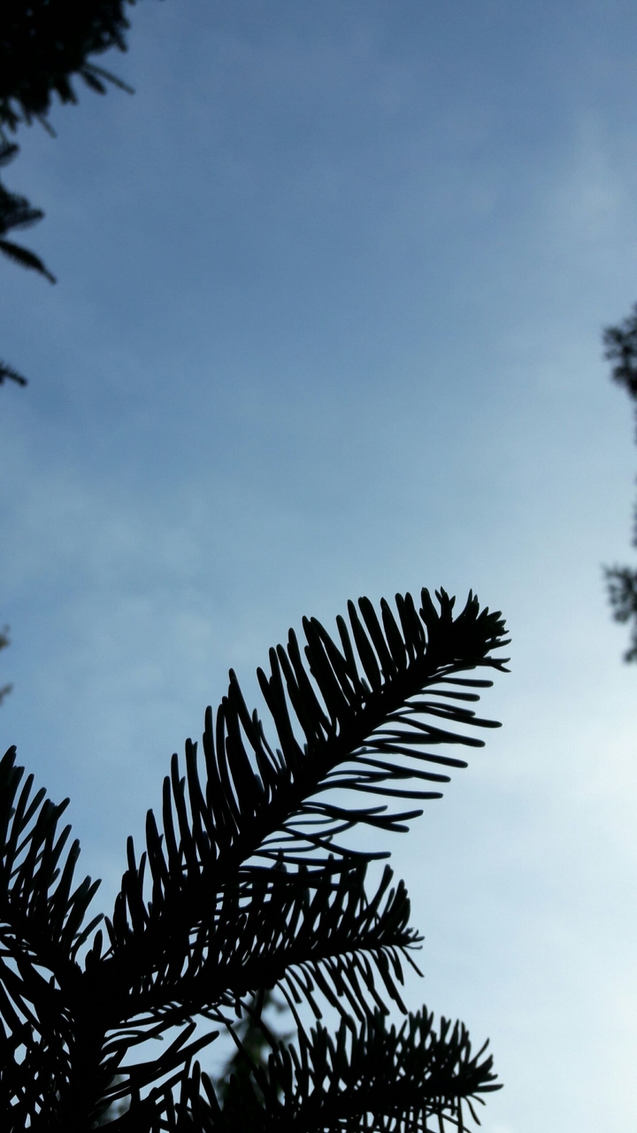 Sky