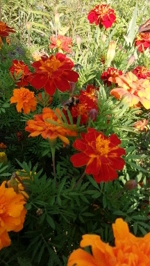 Bee & butterfly