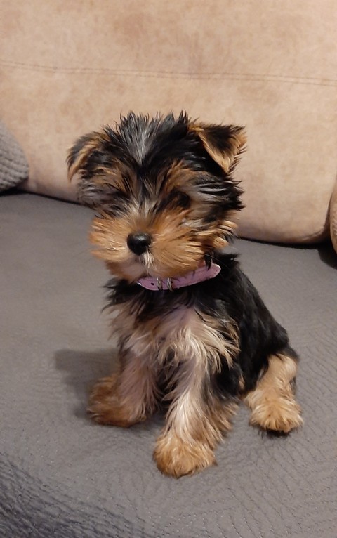 terrier, snout壁纸