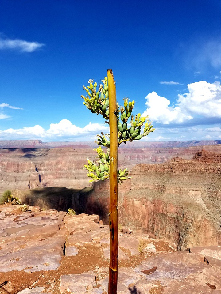 west rim grand canyon