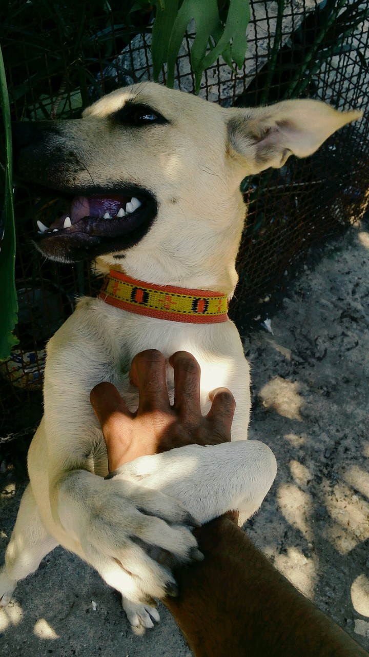 dogs
