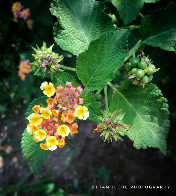 beautiful flower