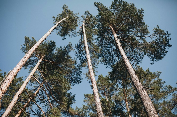 Evergreen tree