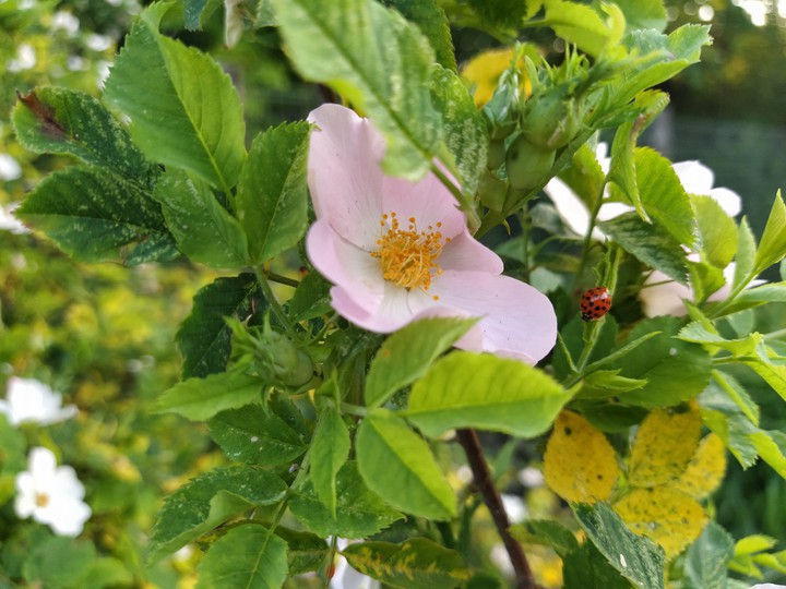 inspiration from nature