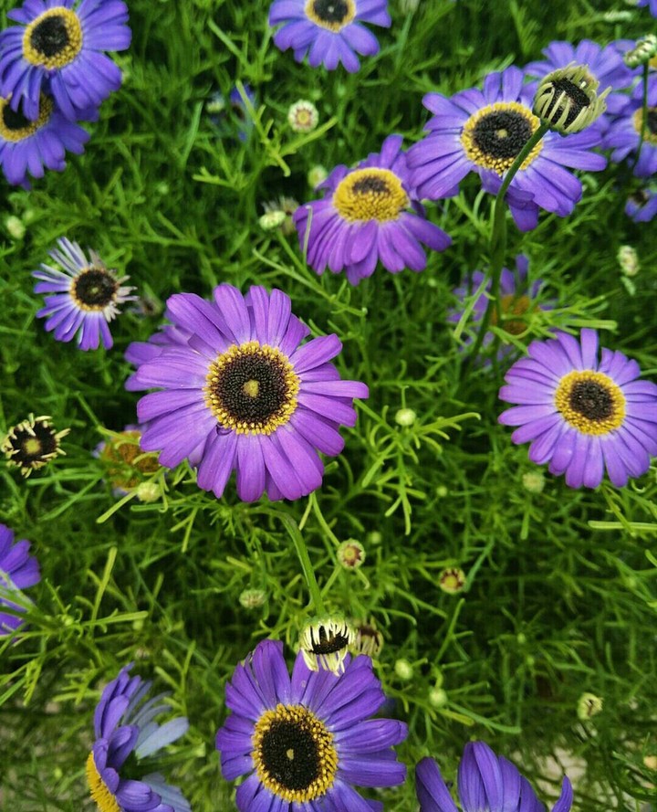 purple love