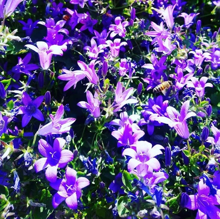 fleurs