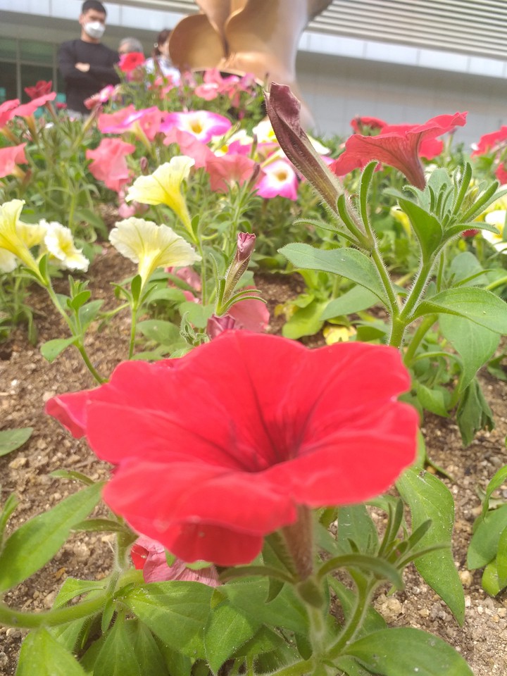 flowers