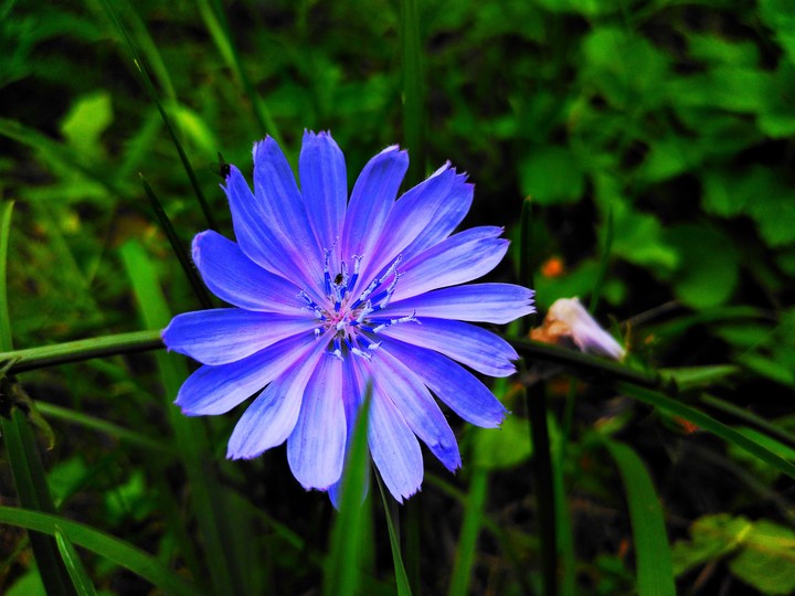 Blue flower