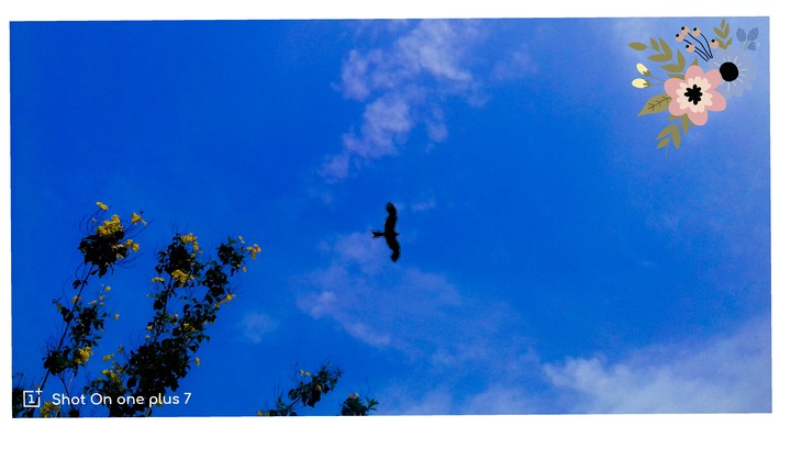 sky and flowers