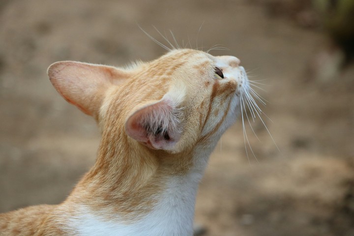 cat