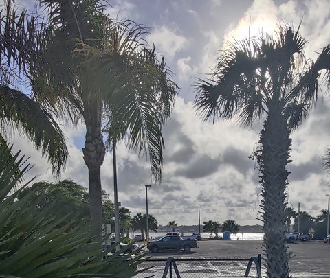 Pretty Palms