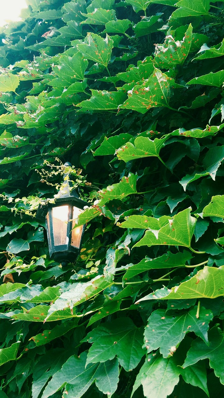Green leafs and a lamp