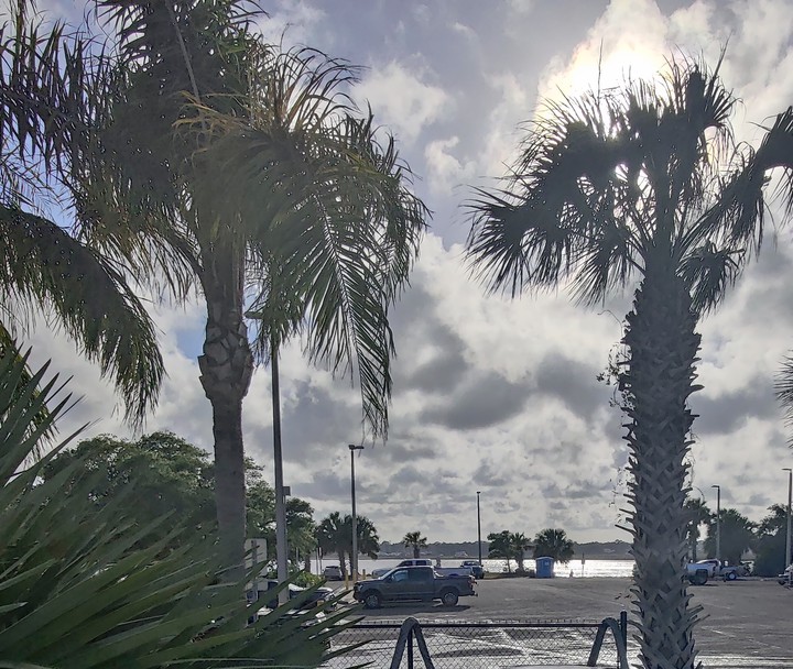 Pretty Palms