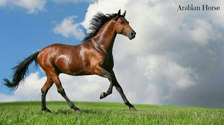Arabian Horse.
