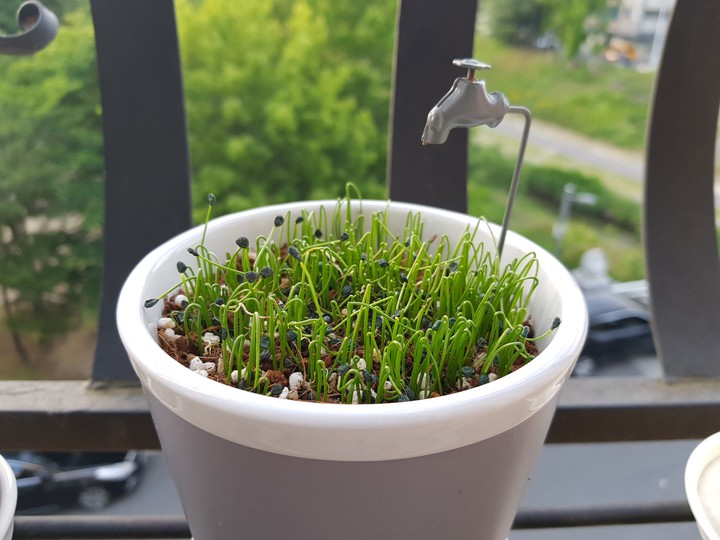 chives