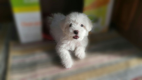 White Dog