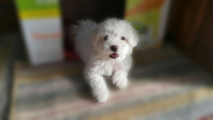 White Dog