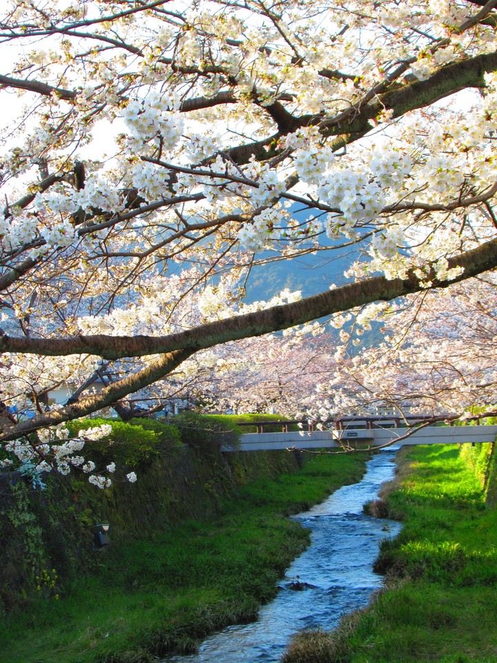 桜並木
