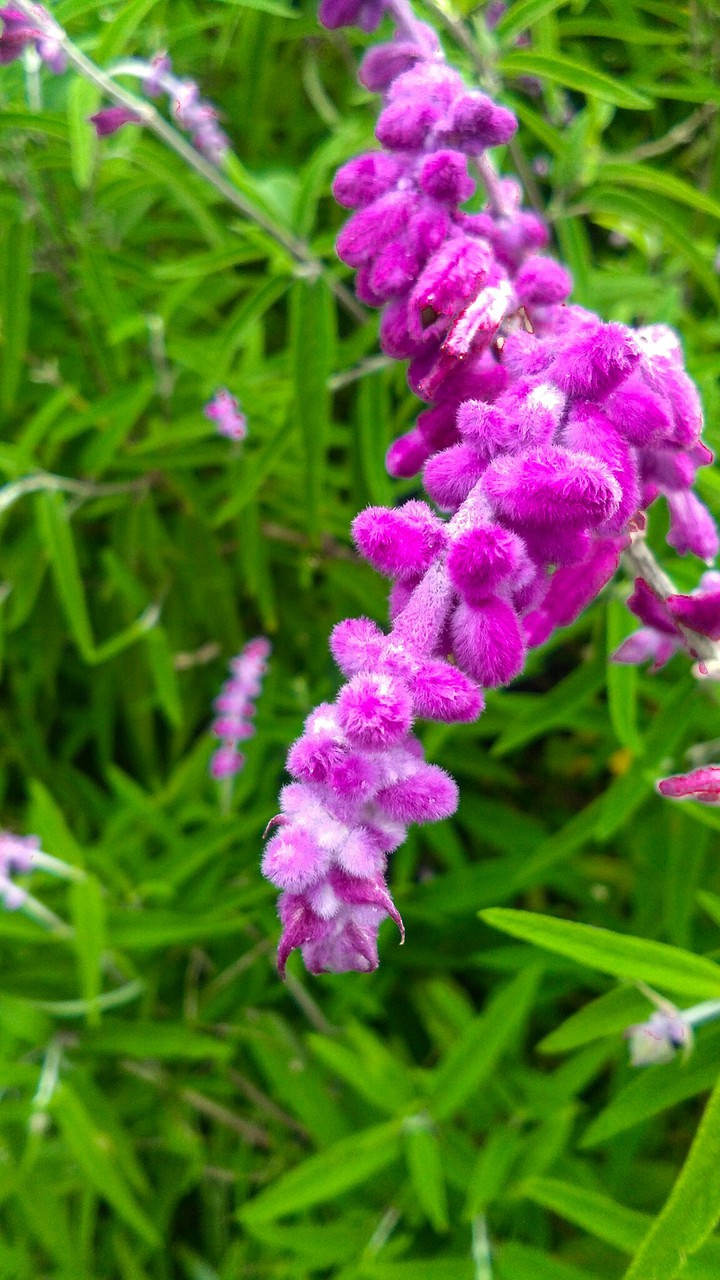 flower