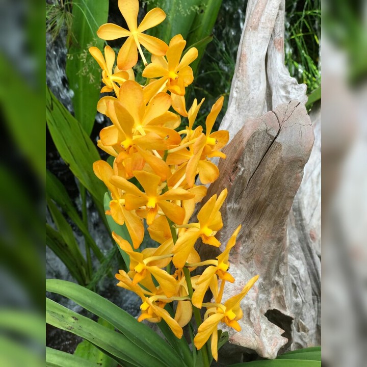 Botanical Garden