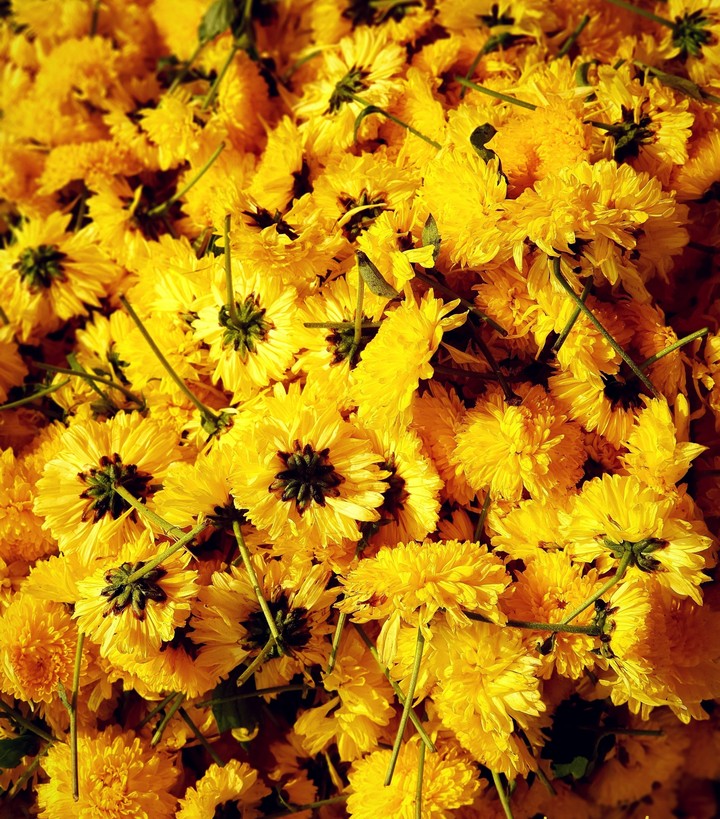 Blossoms of Love