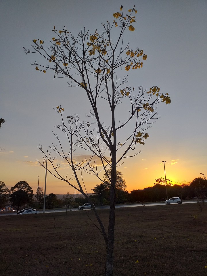 Brasília... Fim de tarde! ipê amarelo do cerrado.