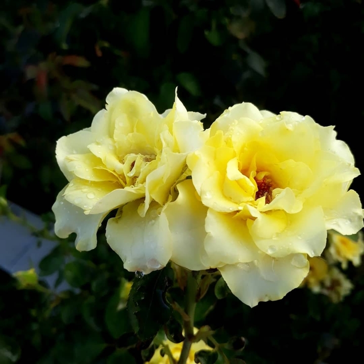 rose