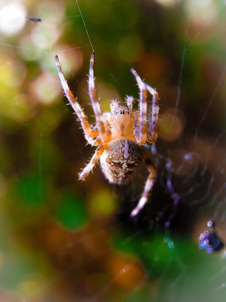 Spider