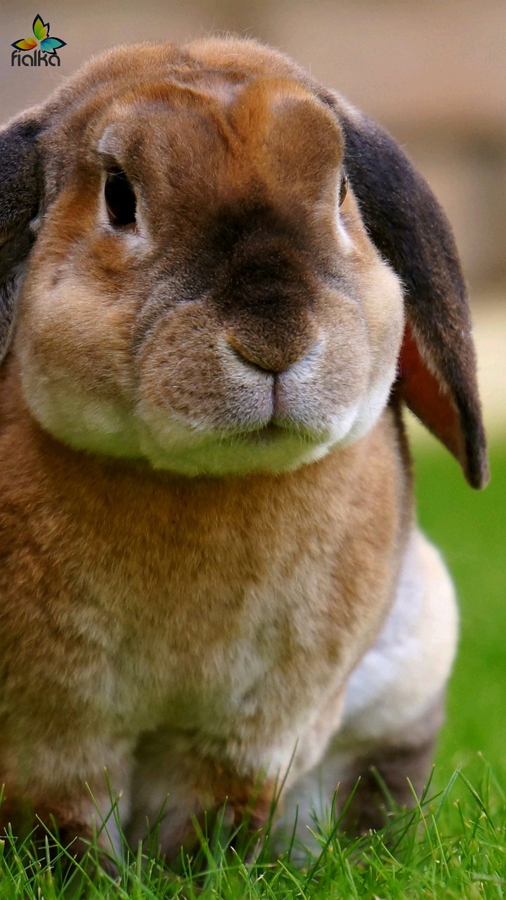 animal