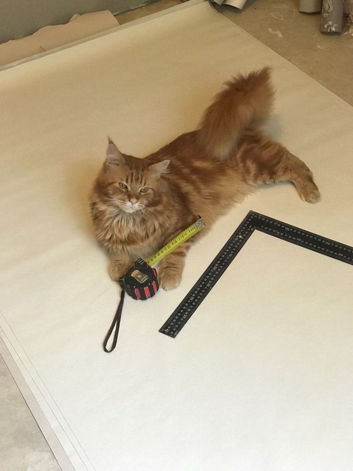 cat and ruller