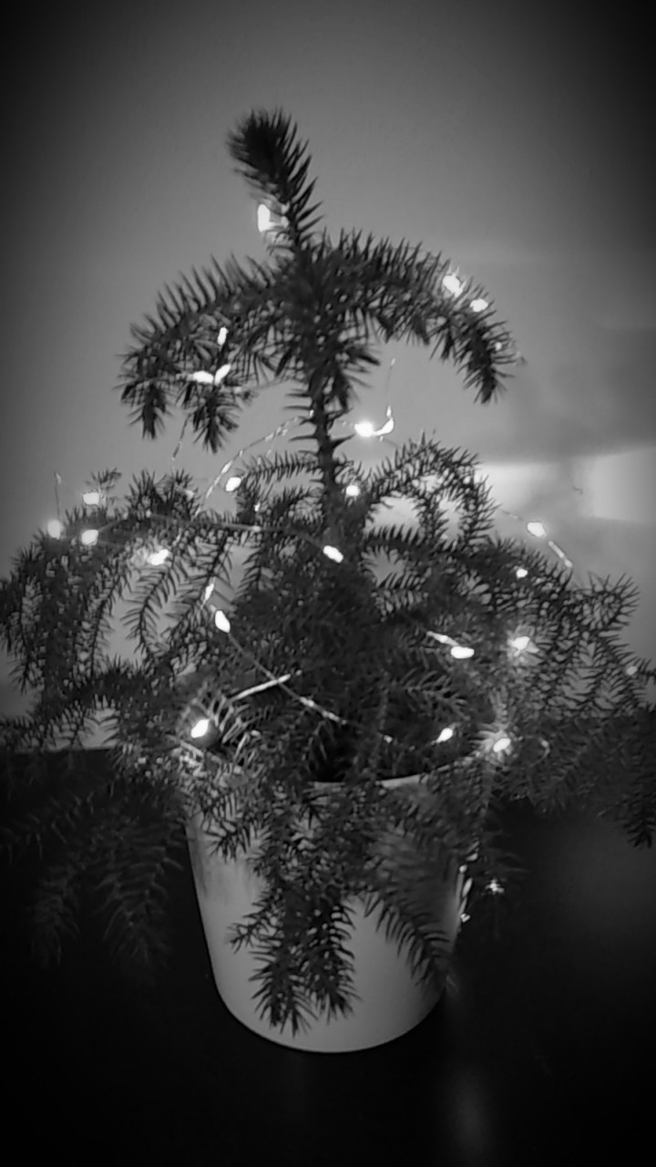 little christmas tree