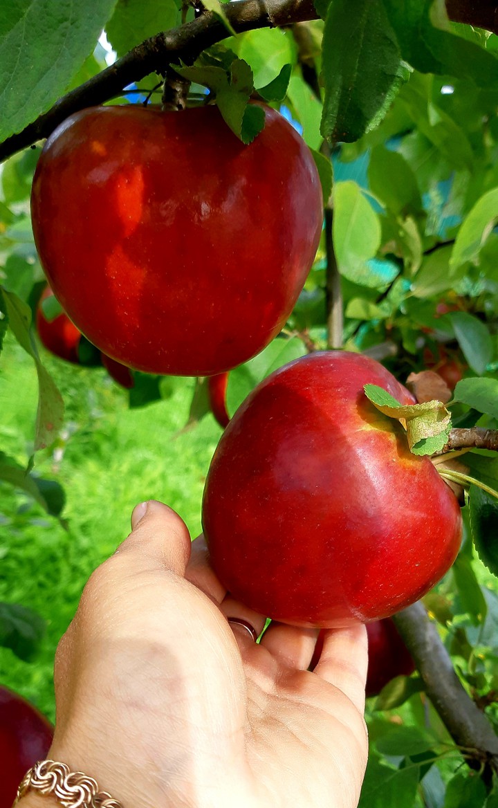 apple red...